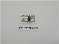 藏品(金龜子科)的圖片